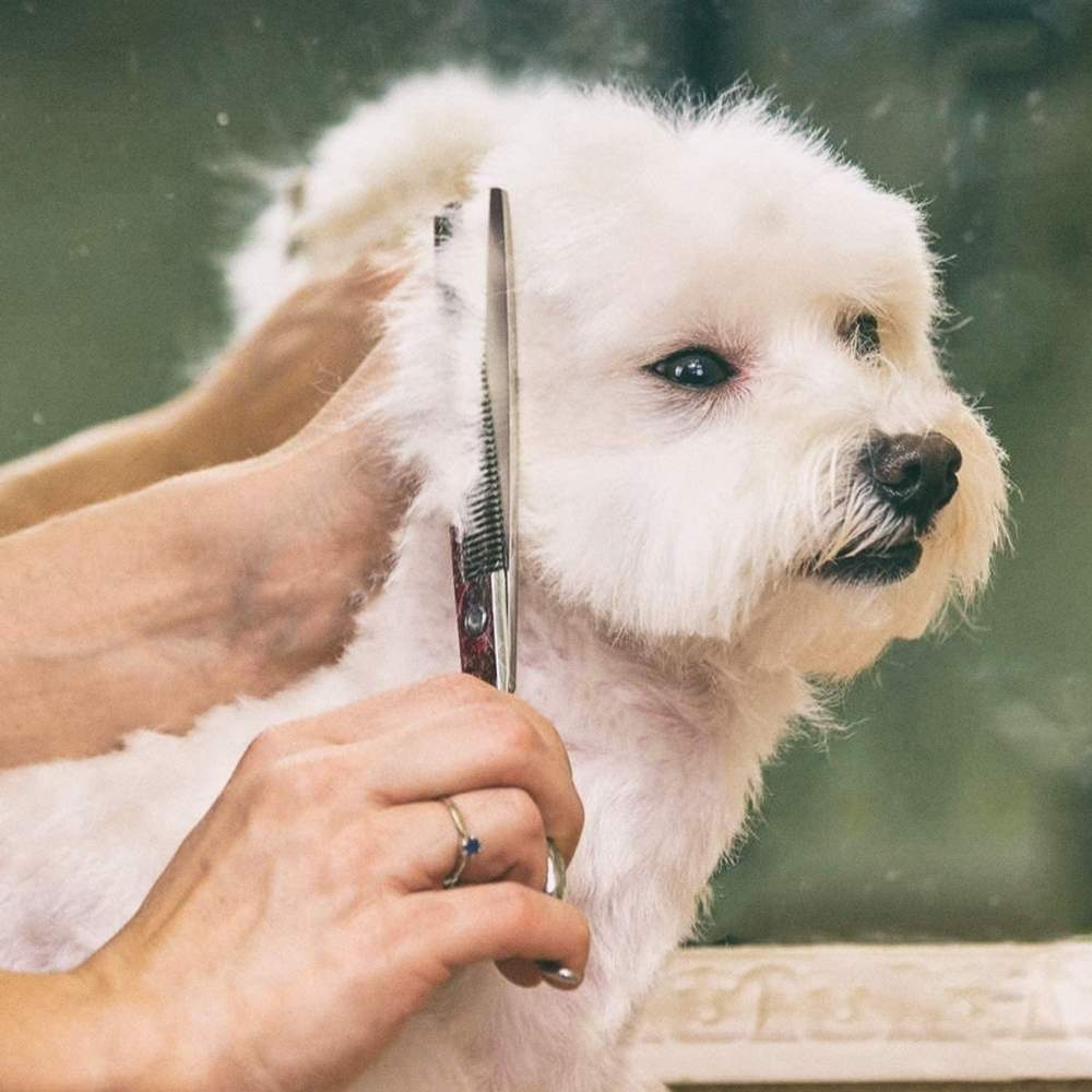 A groomer trimming a small white dog's face with grooming scissors