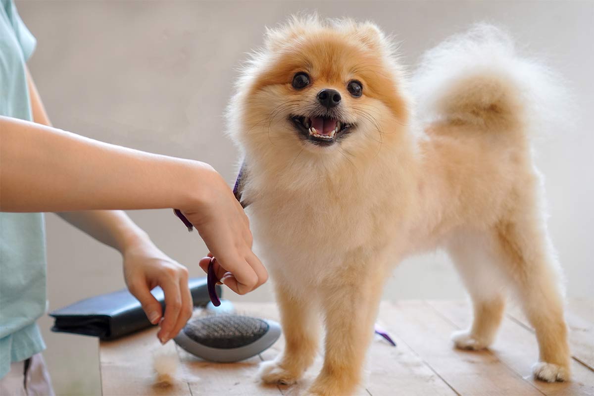 A groomer brushing a fluffy Pomeranian