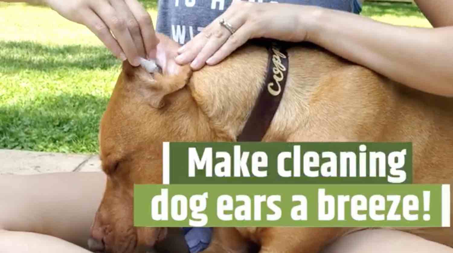 Dog Ear Cleaner Wipes