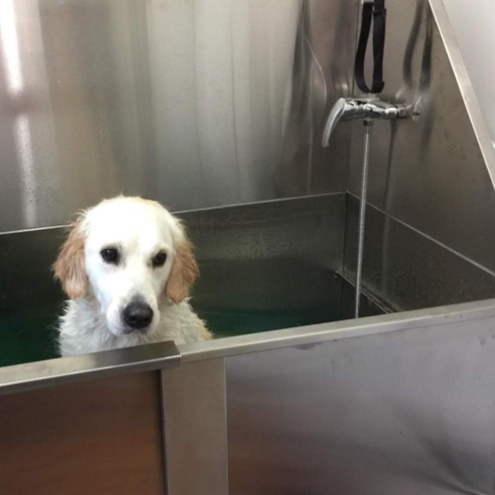 Stainless Steel Dog Grooming Bath Tub