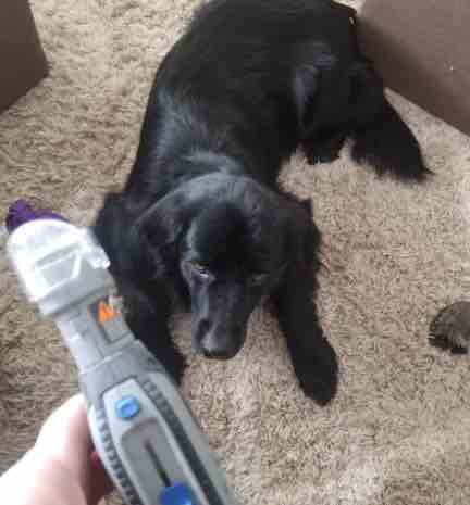 Dog Nail Grinder & Trimmer