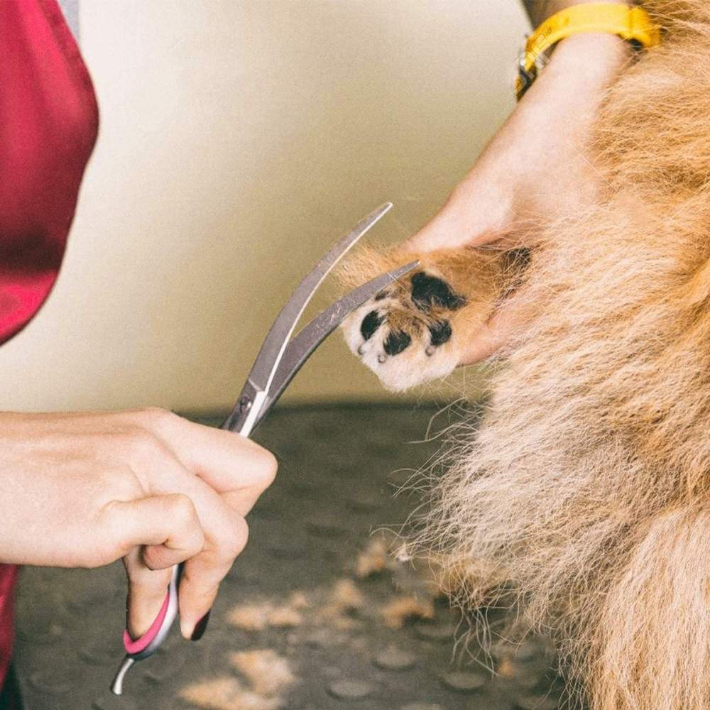 Professional Dog Grooming Scissors Kit: image 5